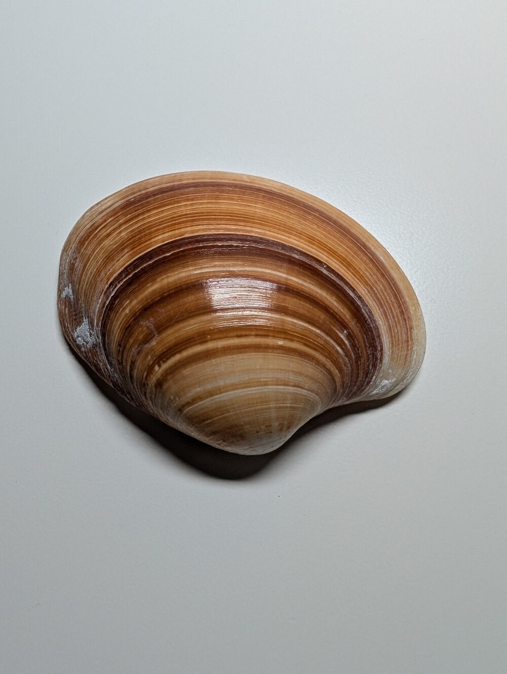 Decorative Seashells - Picture 2 of 5